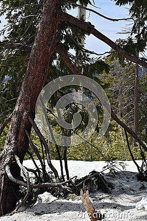 A large juniper tree mountains in snow Stock Photo