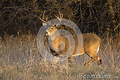 This large Kansas Whitetail Buck was searching for doe`s along a tree line in late Autumn. Stock Photo