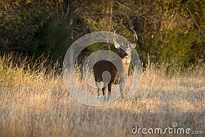 This large Kansas Whitetail Buck was searching for doe`s along a tree line in late Autumn. Stock Photo