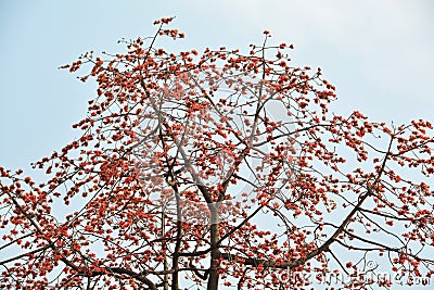 Large Kapok tree Stock Photo