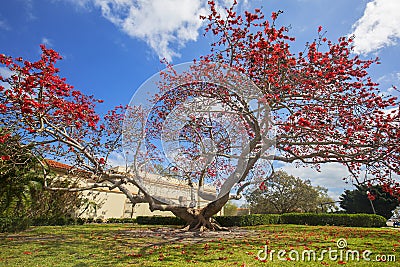Large Kapok Tree In Red Bloom Stock Photo