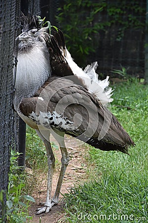 A Large Kori Bustard Bird Stock Photo