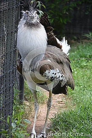 A Large Kori Bustard Bird Stock Photo