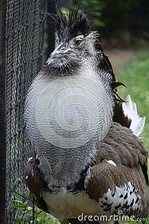 A Large Kori Bustard Bird Stock Photo