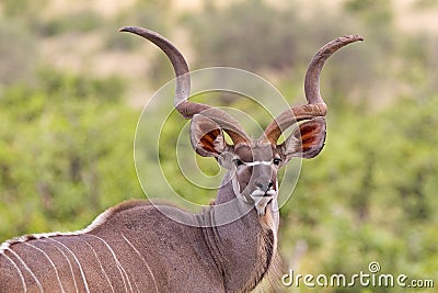 Large kudu bull Stock Photo