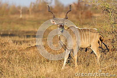 Large kudu bull with beautiful horns eating leaves from a thorn Stock Photo