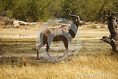 Large Kudu Bull coming down to drink with Impala antelopes Stock Photo