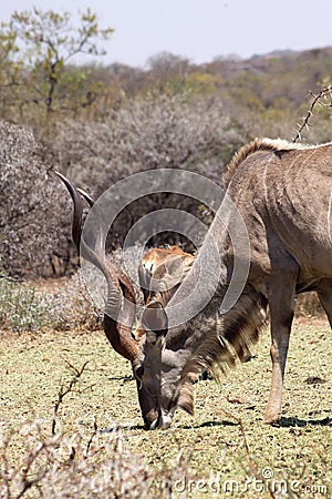 Large Kudu Bull Eating Stock Photo