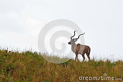 Large Kudu bull Stock Photo