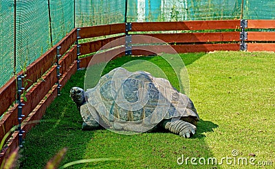 Czech Republic. Prague. Zoo. Large land turtle. On a green meadow there is a giant land turtle. Wrinkled legs, a long Stock Photo