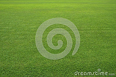 The Large lawn, Grass field, Grass texture background. Grass surface for product display arrangement. Green Background, Stock Photo