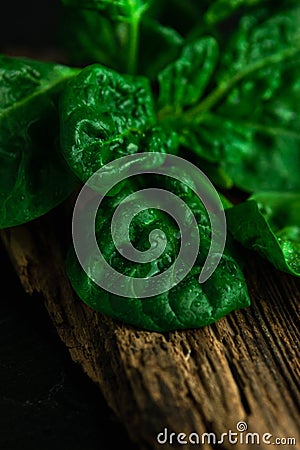 large leaf of spinach with water drops on a wooden background Stock Photo