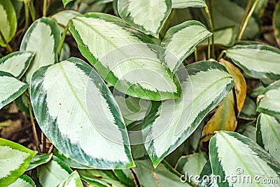 Large leaved jungle greenery in white and dark green collors, reminding us to preserve mother nature and conserve national parks a Stock Photo