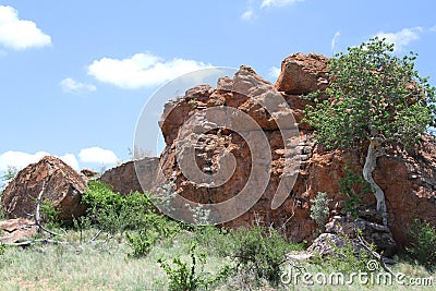 Large-leaved Rock Fig, Ficus abutilifolia Stock Photo