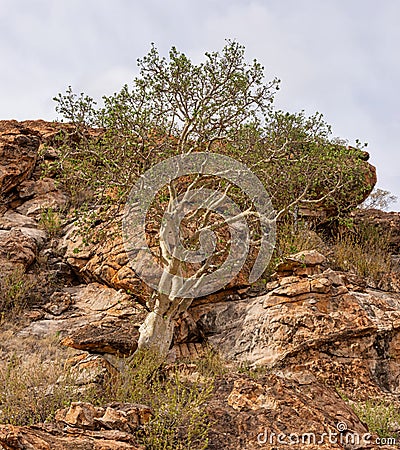 Large-leaved Rock Fig Stock Photo