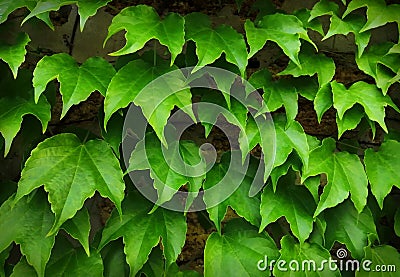 Large leaves of green climbing grapes growing on a brick wall. Background for the cover of the site Vector Illustration