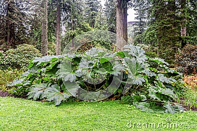 Large leaves of Gunnera Manicata in Benmore Botanic Garden, Scotland Stock Photo