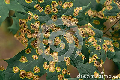 leaves of the plant are caused by disease Stock Photo