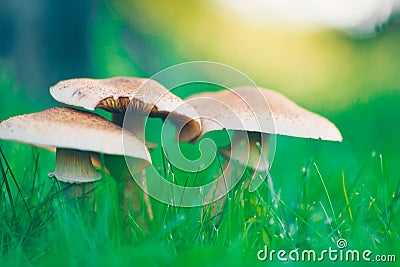 Large light yellow mushrooms in a meadow Stock Photo