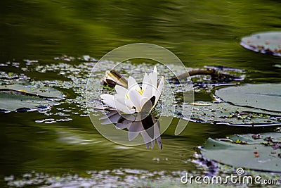 A large lily flower growing on the lake Stock Photo