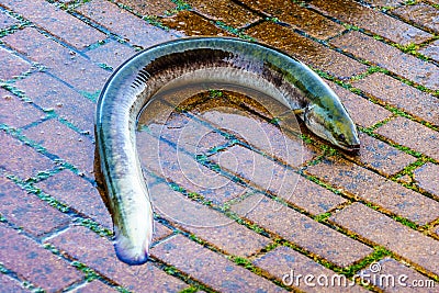 Large live eel that jumped out of a barrel at the fish auction Stock Photo