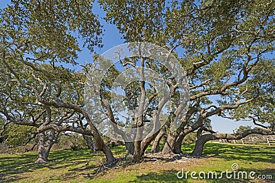 Large Live Oak Cluster on the Coast Stock Photo