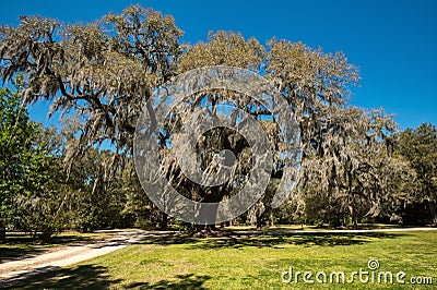 A large live oak covered in Spanish moss with a clear blue sky in the background. Stock Photo