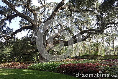 Large live oak in South Carolina public garden Stock Photo