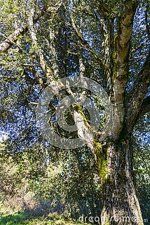 Large live oak tree, California Stock Photo