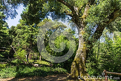 Large live oak tree, California Stock Photo