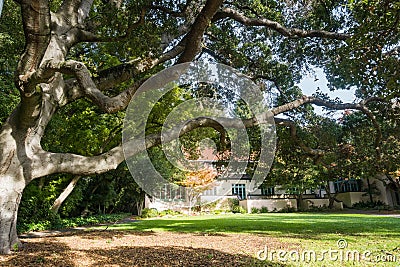 Large live oak tree in front of the student club house in the college campus Stock Photo