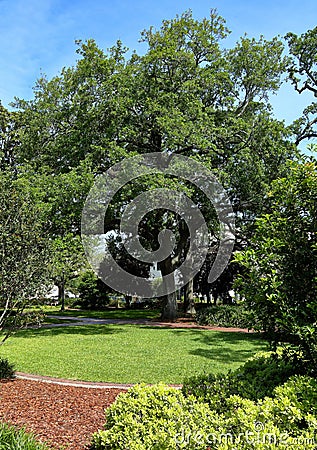 Large live oak tree in a park Stock Photo