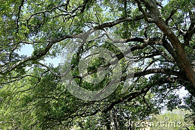 Branches of a large live oak tree in a park Stock Photo