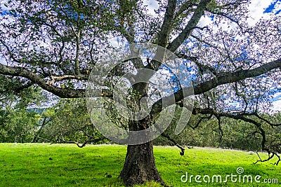 Large live oak tree Quercus agrifolia spreading its branches Stock Photo