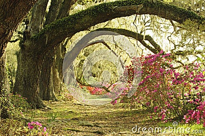 Large Live Oak Trees provide spade to colorful azalea plants at southern plantation in spring. Stock Photo