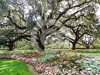 Large live oak trees spreading branches over garden Stock Photo