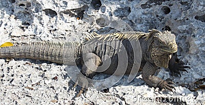 A large lizard, iguana island, Cuba Stock Photo