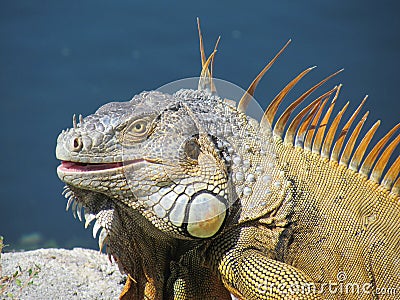 A large lizard Stock Photo