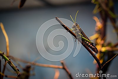Large locust in Frankfurt Zoo Stock Photo