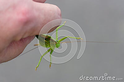 A large locust. Stock Photo