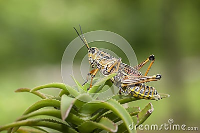 Large locust on a plant. Stock Photo