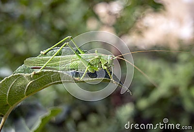 A large locust sits on a green leaf Stock Photo