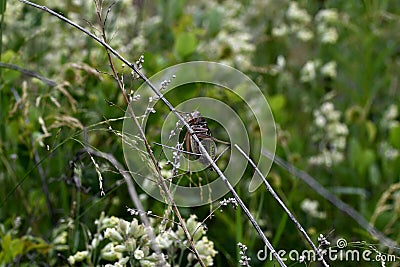 Large locust on the stem Stock Photo