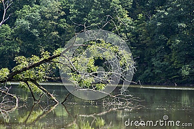 A large locust tree falling into lake Stock Photo