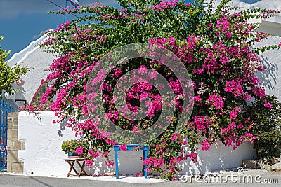 Large lush red bougainvillea Bush Editorial Stock Photo