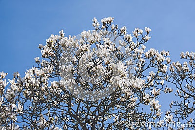 A large magnolia tree blossomed its flowers Stock Photo