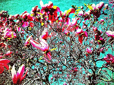 A large magnolia tree full of beautiful flowers in the background of blue sky Cartoon Illustration