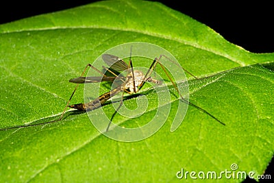 A large malarial mosquito sits on a green leaf. Macro Stock Photo