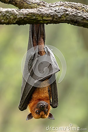 Large Malayan flying fox, Pteropus vampyrus, bat hanging from a branch. Stock Photo