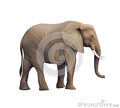 Large male African Elephant Stock Photo